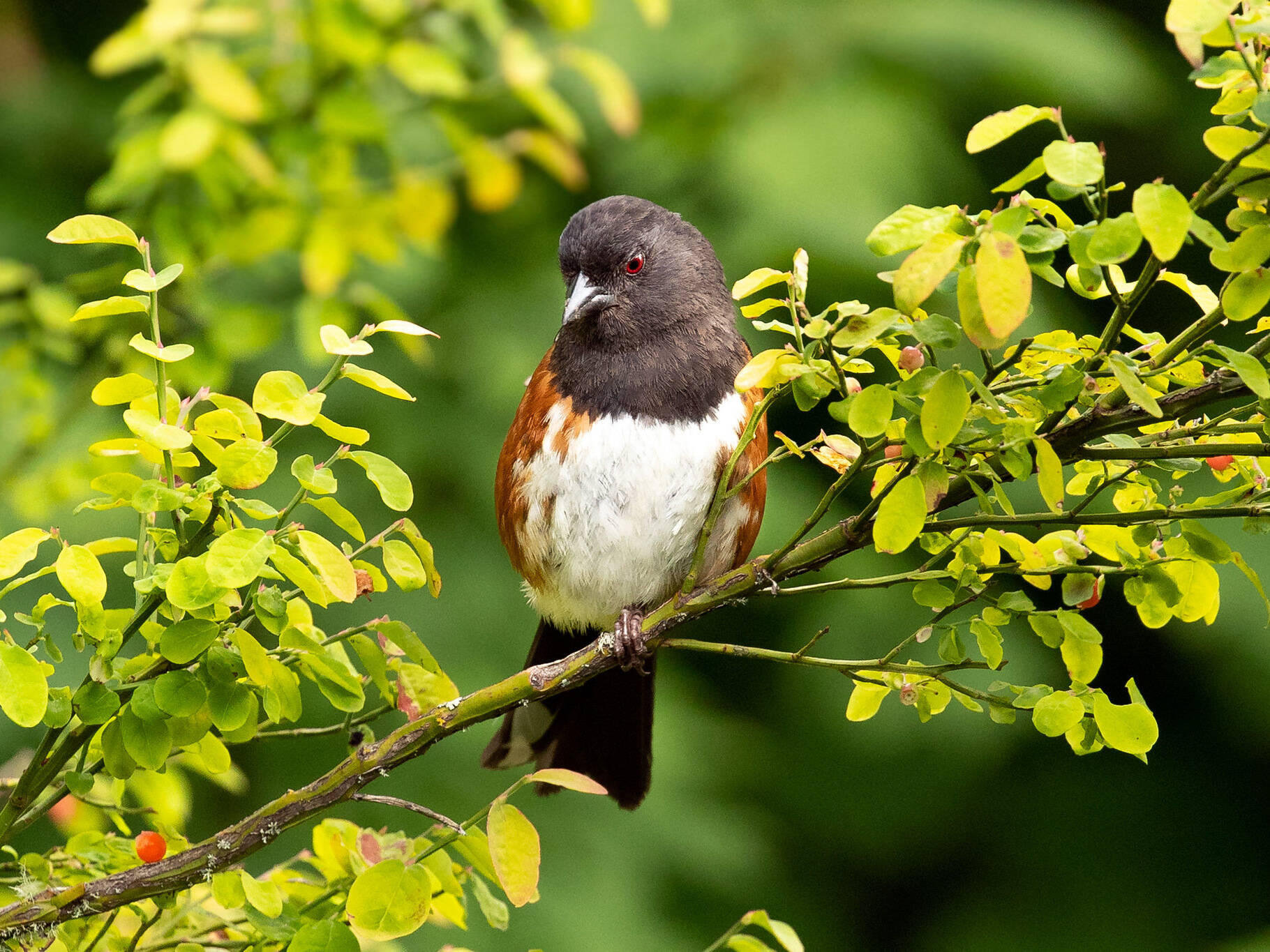 Photo by Mick Thompson
Learn about local birds, like the spotted towhee, at the Olympic Peninsula Audubon Society’s presentation “Identifying Your Backyard Birds in Winter” from 10 a.m.-noon, Saturday, Dec. 7, in the Dungeness River Nature Center.