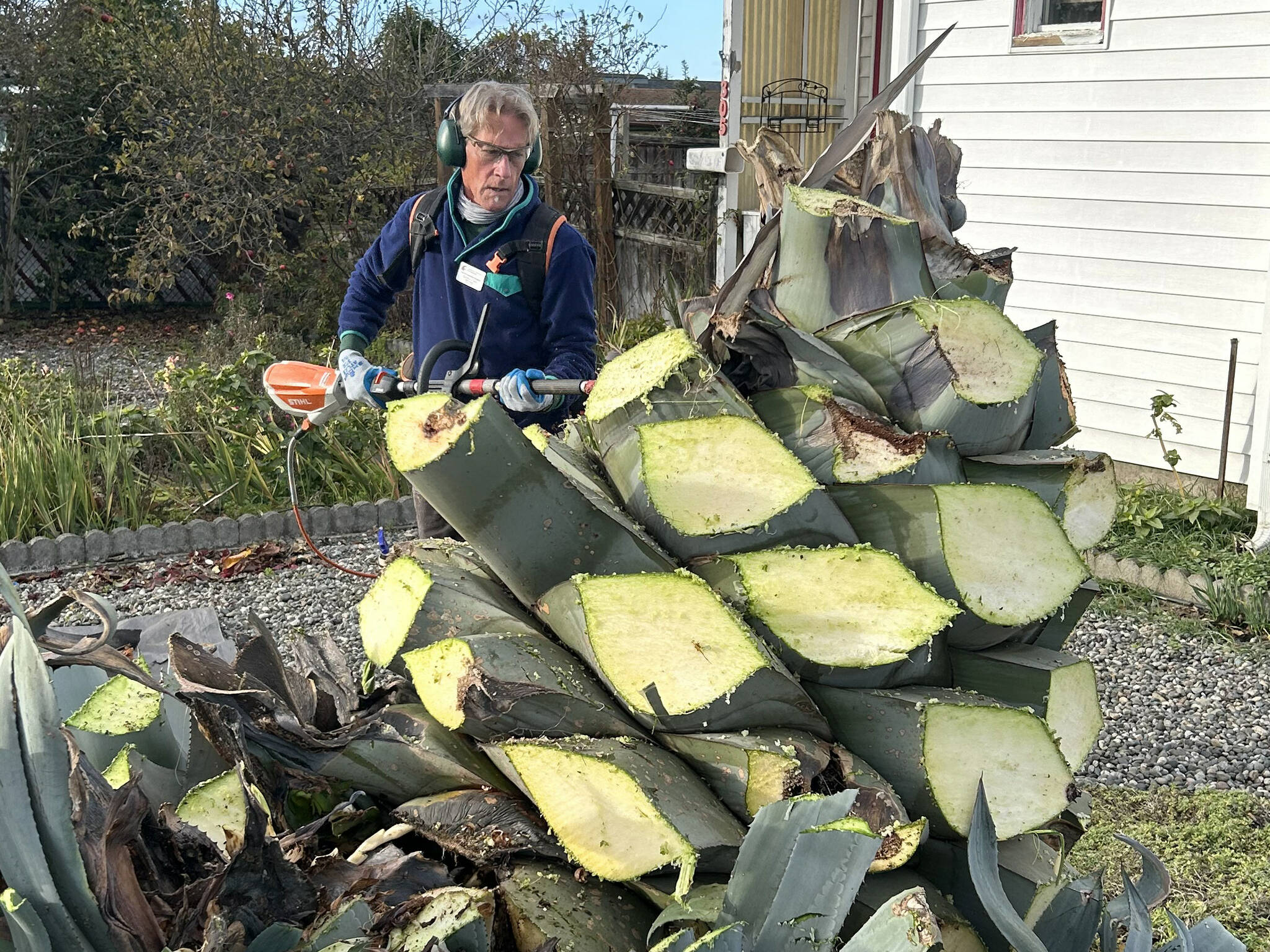 Sequim Gazette photo by Matthew Nash
Clallam County Master Gardener Gordon Clark cuts leaves off Isobel Johnston’s agave plant that she’s been growing for 28-plus years. She specifically requested Master Gardeners help her remove the plant while keeping at least one for years to come.