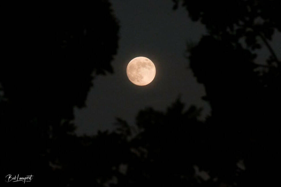 Contributor Bob Lampert shares this photo of the Beaver Moon, Nov. 15, above Sequim. It was the last supermoon of 2024 when the moon is both full and its orbit is closest to Earth.