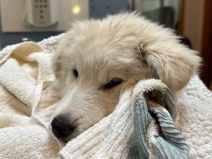 Photo courtesy Welfare for Animals Guild
A puppy named Captain Kirk is being readied for adoption by Welfare for Animals Guild after it was rescued near Kirk Road. An unsecured, makeshift kennel fell out of a truck on U.S. Highway 101 and was struck by another vehicle.