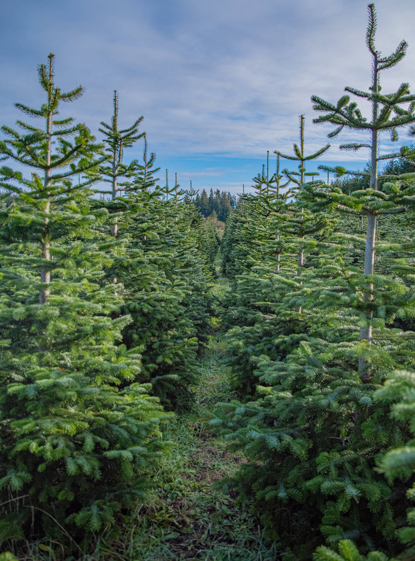 Sequim Gazette photo by Emily Matthiessen
Rows of firs at the Lazy J Tree Farm point to apple trees and wild Douglas fir in the distance. There are 12,000 of these trees on the farm, according to Ann Johnson. Each tree is pruned regularly and each is unique and of five different fir species, allowing for U-Cut guests to select the perfect tree for their family home.