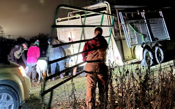 Photo courtesy Clallam County Sheriff’s Office
In total, 32 sheep, two goats and two chickens were seized by law enforcement from a Sequim area farm after animals were found to be malnourished, emaciated and in need of immediate veterinary care. Three sheep and some chickens were found dead on site.