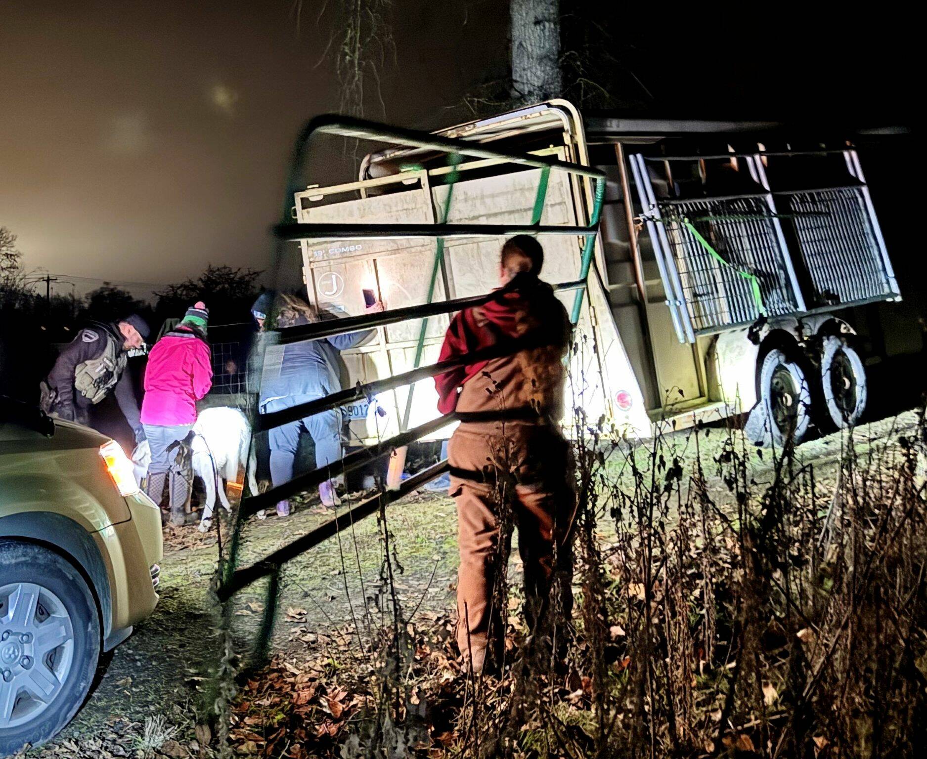 Photo courtesy Clallam County Sheriff’s Office
In total, 32 sheep, two goats and two chickens were seized by law enforcement from a Sequim area farm after animals were found to be malnourished, emaciated and in need of immediate veterinary care. Three sheep and some chickens were found dead on site.