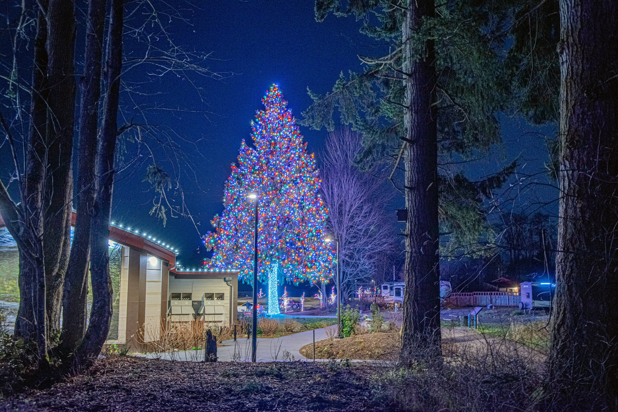 Sequim Gazette photo by Emily Matthiessen
How many lights would you say are on this 90-foot tree? Spoiler alert: a lot!
Staff at the Dungeness River Nature Center held a contest on social media asking just that and they revealed on Dec. 20 there are 11,684 lights! They awarded a gift card for a guess of 12,000. The lights will be up in Railroad Bridge Park at 1943 W. Hendrickson Road in Sequim through the end of December. Jamestown S’Klallam Tribe contracts P. Walker Inc. to place more than three million lights at its businesses and campuses each year. See more photos of the bridge and center’s lights at the Gazette’s website.