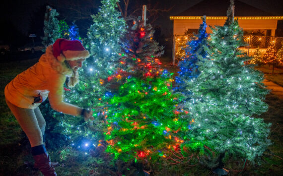 Sequim Gazette photo by Emily Matthiessen
Captain Crystal of Sequim tends to some of the trees in her “artificial Christmas tree farm” outside her home.