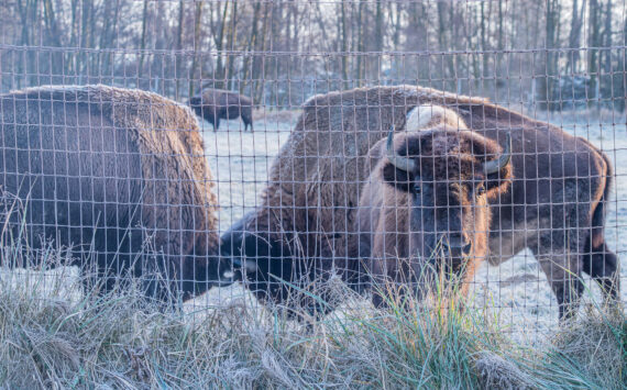 Sequim Gazette photo by Emily Matthiessen
A recent hard frost decorated the bison of the Olympic Game Farm, shown here in a pasture across the road from the drive-through animal sanctuary.
Sequim Gazette photo by Emily Matthiessen/ A hard frost on Monday, Jan. 13 decorated the bison of Olympic Game Farm, shown here in a pasture across the road from the drive-through animal sanctuary.